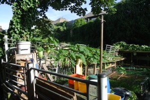 Melons growing on fence.