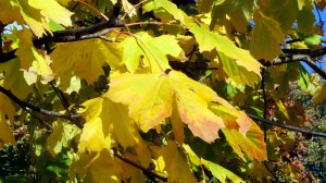 sycamore leaf just turning