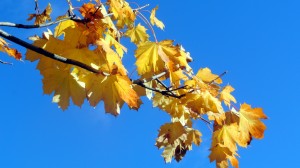 sycamore leaves against the sky