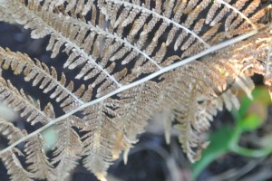 Fern caught in late afternoon sunshine in my garden.
