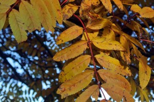 rowen leaf Edinburgh in November!