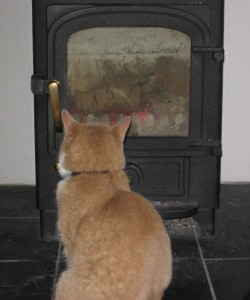Our cat loves the wood-burner!