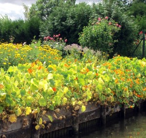 nasturtiums at hortillinonnage