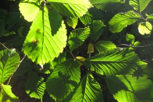 Viburnum leaves in autumn