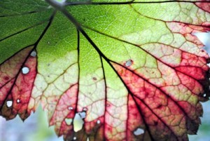 blackcurrant leaf