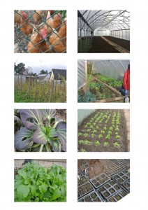 Kirknewton farm visit