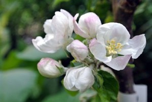 My newest apple tree in blossom.