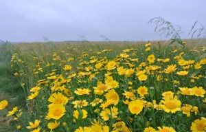 weeds growing in rye field in Wales
