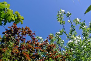 cherry trees and sky