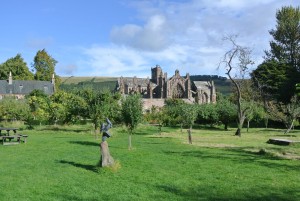 The owners allowed us to take some fallers from this restored orchard.