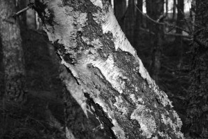 B and W birch trunk