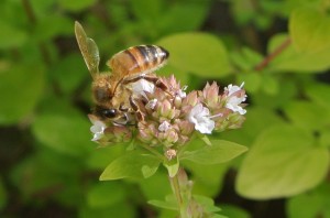 honey bee in oregano 2018